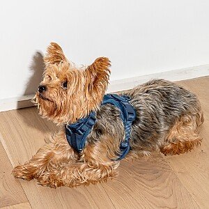 Cushioned Dog Harness