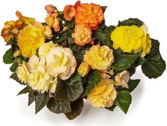 Trailing Begonia Seeds Limitless® Sunset 15 Pelleted