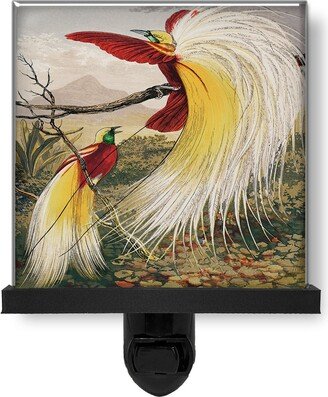 The Bird Of Paradise Nature Vintage Style Art Glass Photo Night Light, Decorative Lights