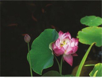 Kurt Shaffer Photographs Lotus and Coi Canvas Art - 19.5 x 26