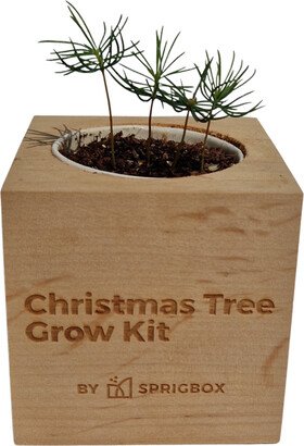 Christmas Tree Grow Kit