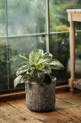 Herringbone Woven Basket Planter, 11-AA