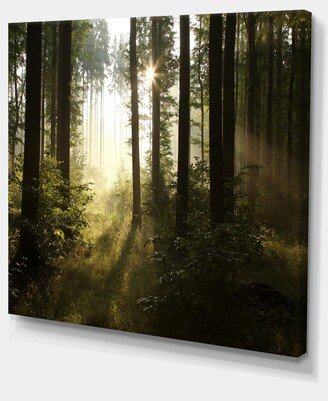 Designart Early Morning Sun In Misty Forest Photography Canvas Print - 40 X 30