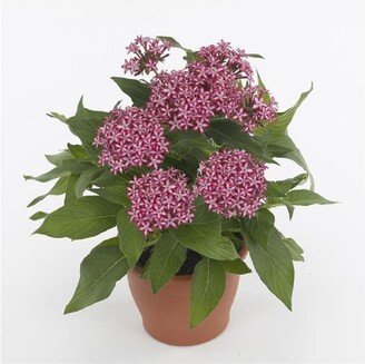 Pentas Glitterati Red Star 25 Pelleted Seeds