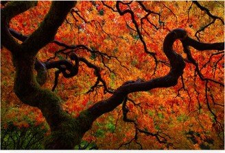 Darren White Photography Fall Chaos copy Canvas Art - 19.5 x 26