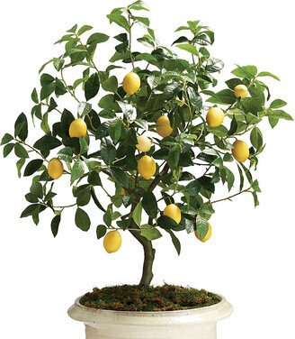 Outdoor Lemon Tree