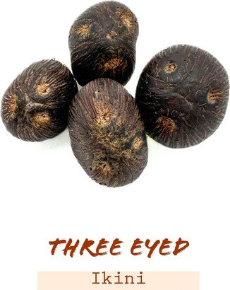 3 Eyed Ikin, Ikinis De Ojos, Santeria Ocha Ifa Lukumi, Ikin De Orula, Divination, African Palmnut, Ikini Ifa