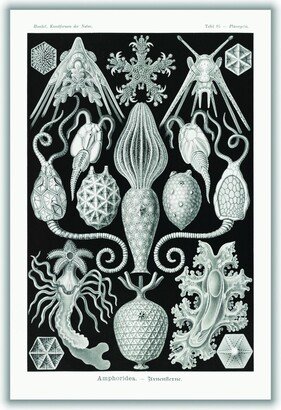 Stanley Print House Amphoridea–Urnensterne By Ernst Haeckel