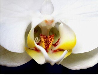 Dana Brett Munich Dove Orchid Canvas Art - 27 x 33.5