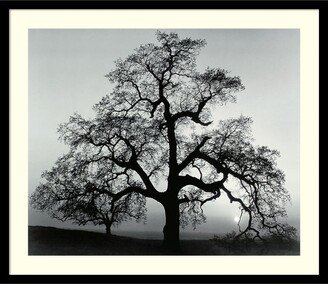 Oak Tree, Sunset City, California, 1962 Framed Art Print