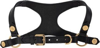 Buckled Dog Harness