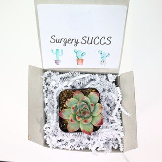 Surgery Succs | Live Succulents Gifts For Plant Lovers Succulent Planters Wedding Baby Shower Birthday Party Favor Gift