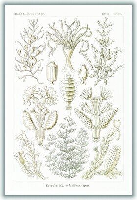 Stanley Print House Sertulariae–Reihenpolnpen By Ernst Haeckel