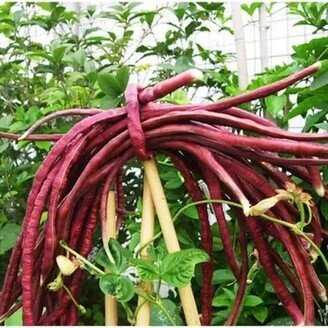 25 Red Noodle Yard Long Beans, Kurosanjaku, Vigna Unguiculata, Asparagus Bean Vi0325