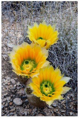 Michael Blanchette Photography 'Rainbow Cactus' Canvas Art - 30 x 47