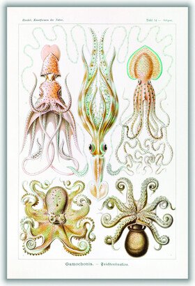 Stanley Print House Gamochonia–Trichterkraken By Ernst Haeckel