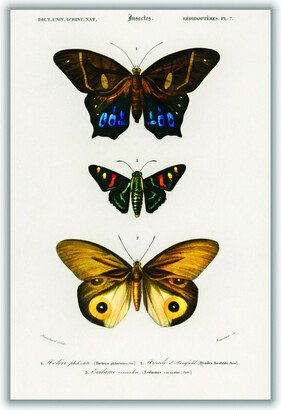 Stanley Print House Natural History Different Types Of Butterfly 3