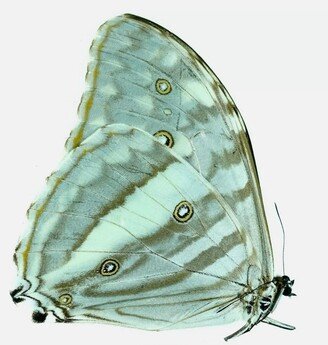 Rarely Offered Unmounted Morpho Eugenia Female - Iquitos Ready To Rehydrate It