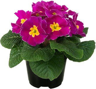 Primula Seeds Early Violet 50 Primrose