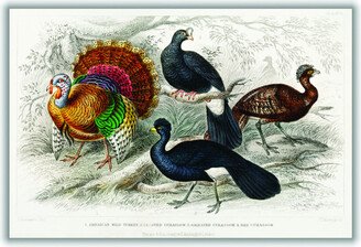 Stanley Print House Various Types Of Turkey