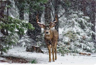 Majestic Moments Photography Snow Storm and the Buck Deer Canvas Art - 15 x 20