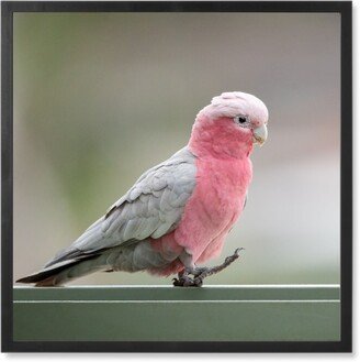 Photo Tiles: Rose Pink Parakeet Photo Tile, Black, Framed, 8X8, Pink