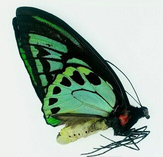 Rarely Offered Unmounted Ornithoptera Priamus Albireo Male - Kasiui Ready To Rehydrate It