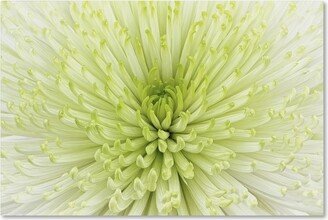 Cora Niele 'Lime Light Spider Mum' Canvas Art - 32 x 22 x 2