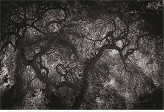 Kurt Shaffer Photographs Behind a Dark Japanese Maple Canvas Art - 36.5 x 48