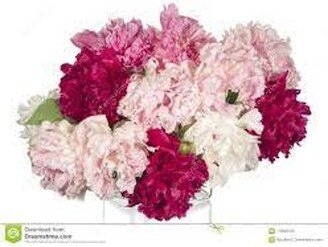 Combo Of 3 Offer-1 Ea. Red Kansas, White Shirley Temple, Pink Sarah Bernhardt Peonies-Bare Root Perennials-Free Ship