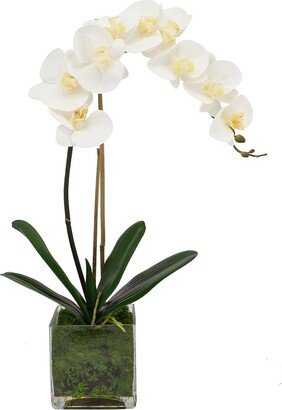 Creative Displays Orchid Arranged In Glass Vase With Moss