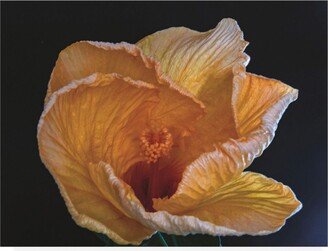 Kurt Shaffer Photographs Heavenly Hibiscus Canvas Art - 27 x 33.5