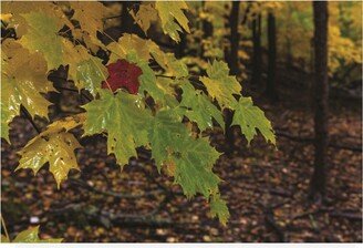 Kurt Shaffer Photographs Wet Maple Colors Canvas Art - 19.5 x 26