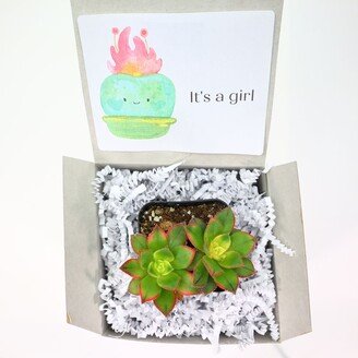 It's A Girl | Live Succulents Gifts For Plant Lovers Succulent Planters Wedding Baby Shower Birthday Party Favor Gift