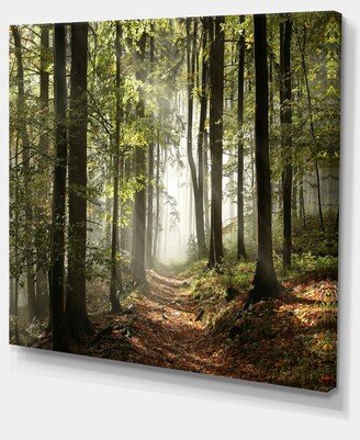 Designart Green Fall Forest With Sun Rays Photography Canvas Print - 40 X 30