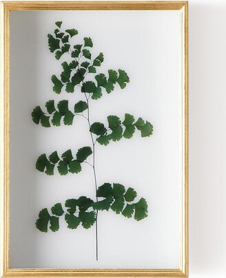 Fern III Shadow Box Display