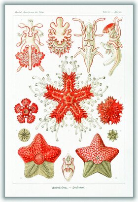 Stanley Print House Asteridea–Seesterne By Ernst Haeckel