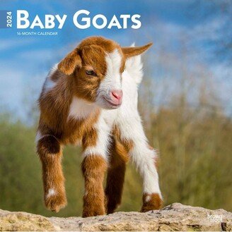 Browntrout 2024 Wall Calendar 12x12 Baby Goats