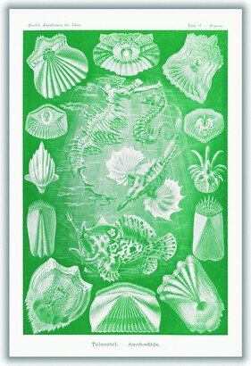 Stanley Print House Teleostei–Knochenfische By Ernst Haeckel