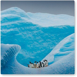 Photo Tiles: A Waddle Of Penguins Photo Tile, Metal, 8X8, Blue