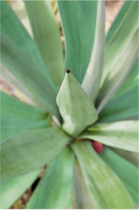 Alan Blaustein Agave Succulent #2 Canvas Art - 27 x 33.5