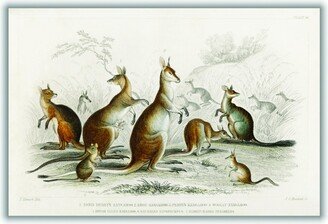 Stanley Print House Various Types Of Kangaroo