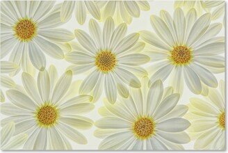 Cora Niele 'Daisy Flowers' Canvas Art - 47 x 30 x 2