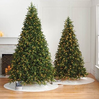 Ashland Downswept Fir Tree