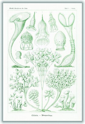 Stanley Print House Ciliata–Wimperlinge By Ernst Haeckel