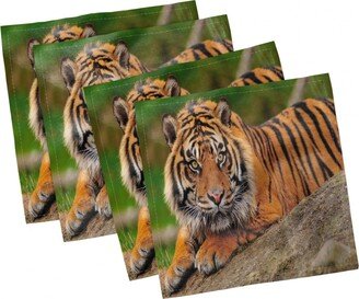 Tiger Set of 4 Napkins, 18