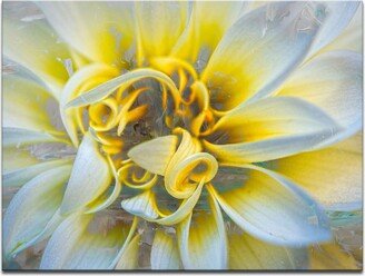 'Painted Petals Xxxvii' Canvas Wall Decor