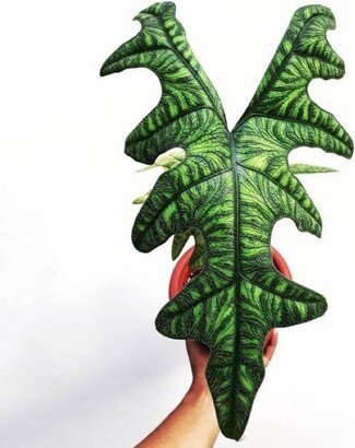 Jacklyn Alocasia - Live Baby Plant Big Leaf Will Be Cut