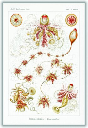 Stanley Print House Siphonophorae–Staatsquallen Iii By Ernst Haeckel