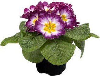 Primula Seeds Early Violet Bicolor 50 Primrose